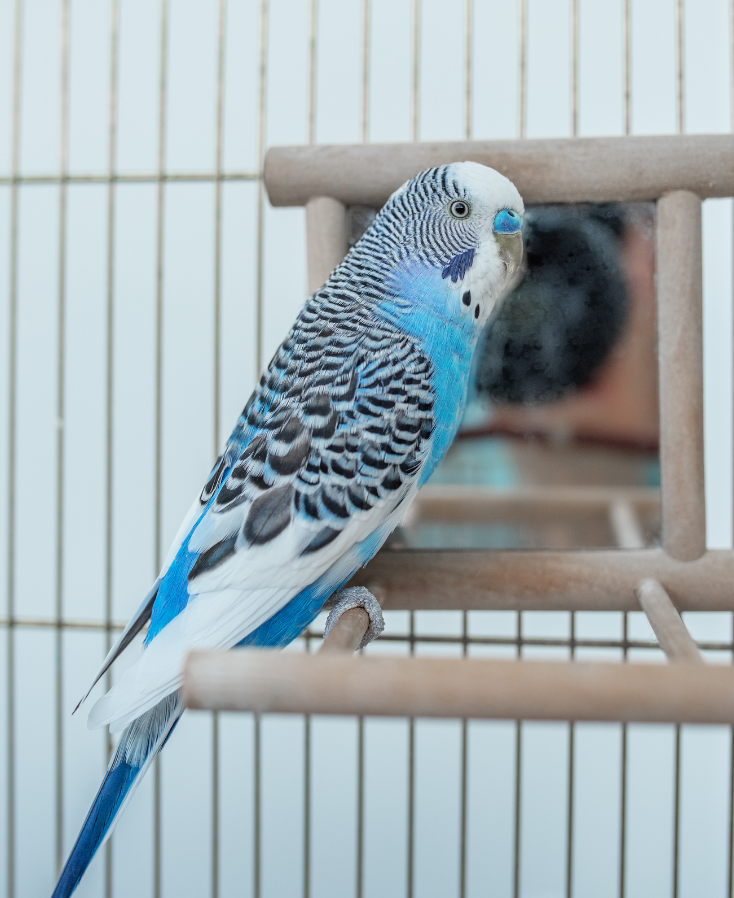 yanlış bilienen kuş