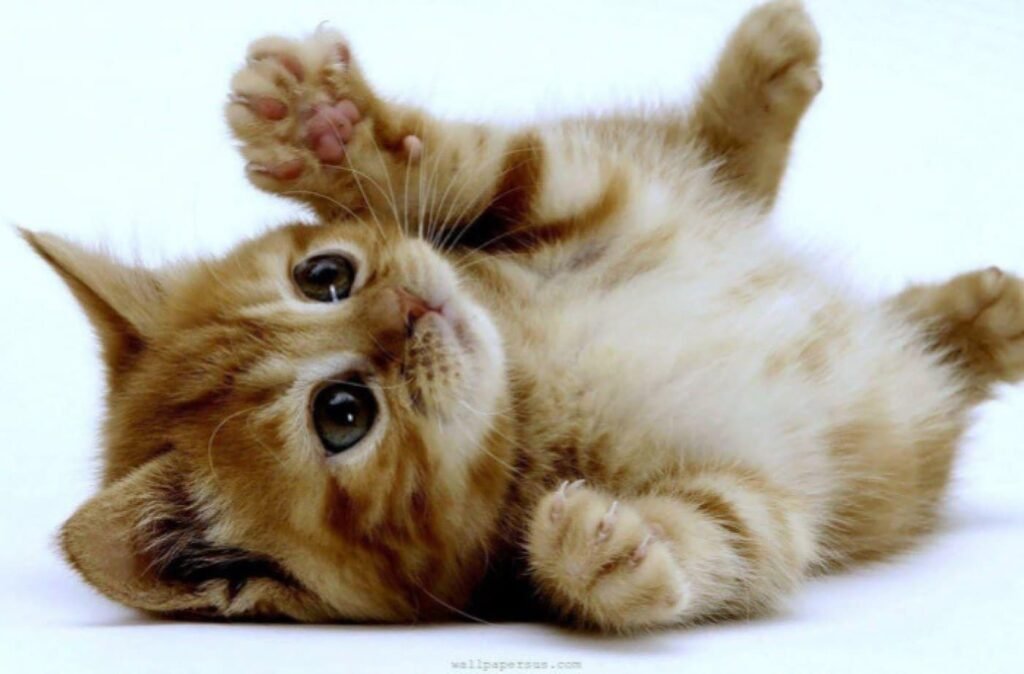 1400 400 yavru kedi bakimi