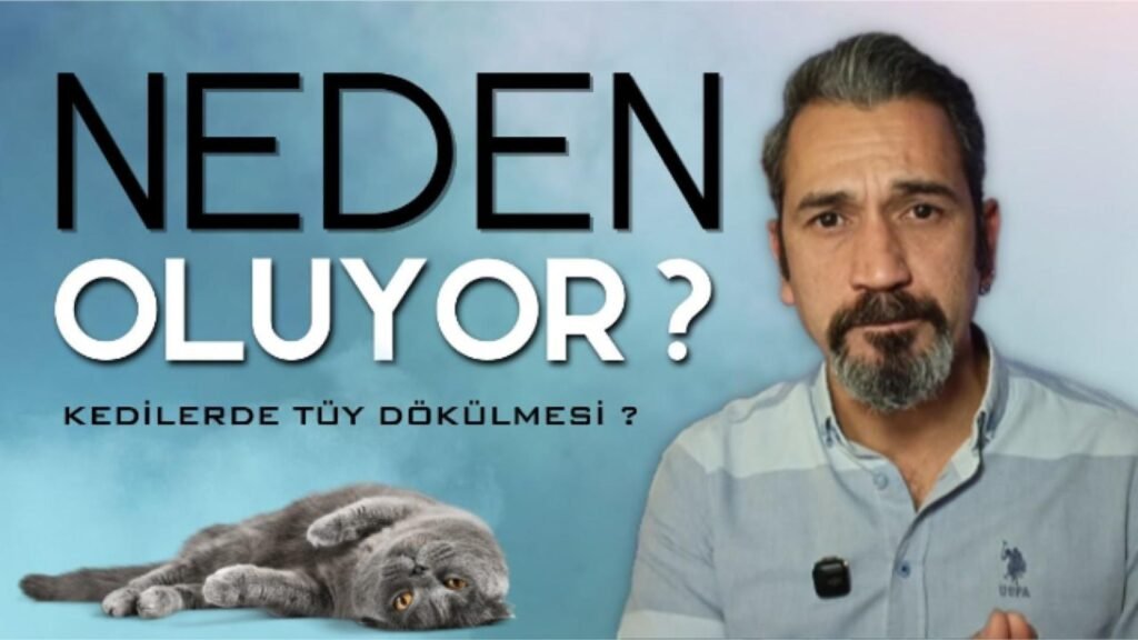 kedilerde tüy dökülmesi neden kapak