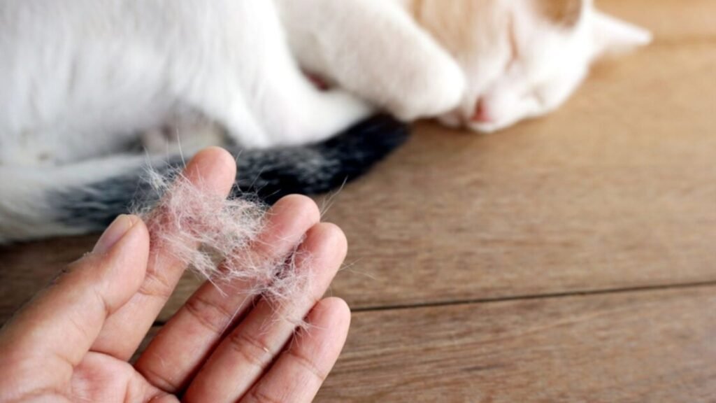 kedilerin tuy dokme nedenleri 3772