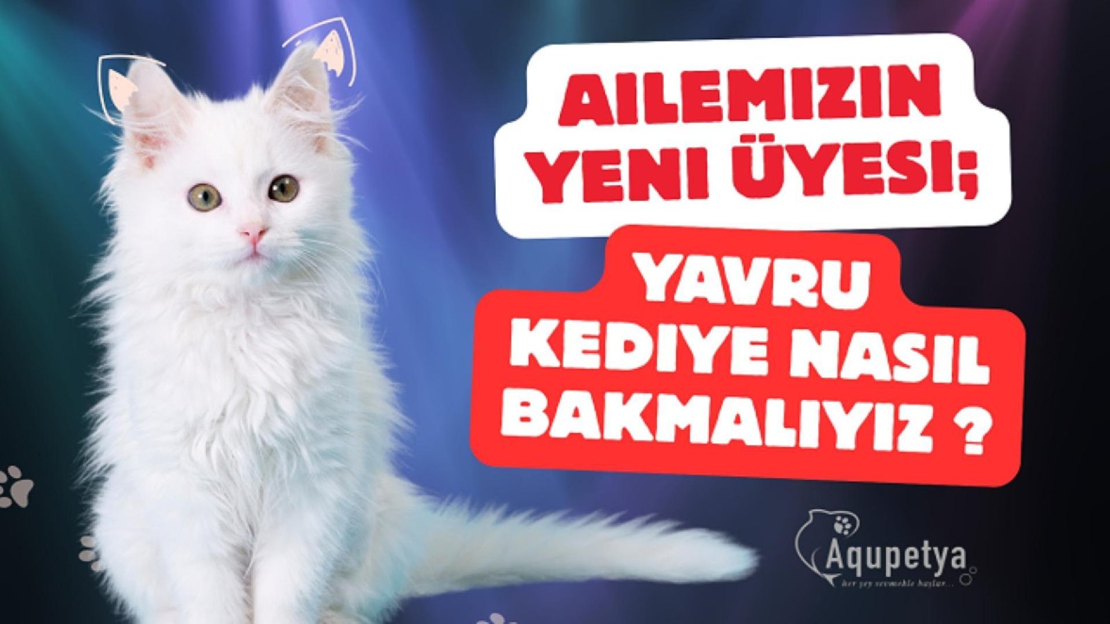 Ailemizin Yeni Üyesi: Yavru Kediye Nasıl Bakacağız?